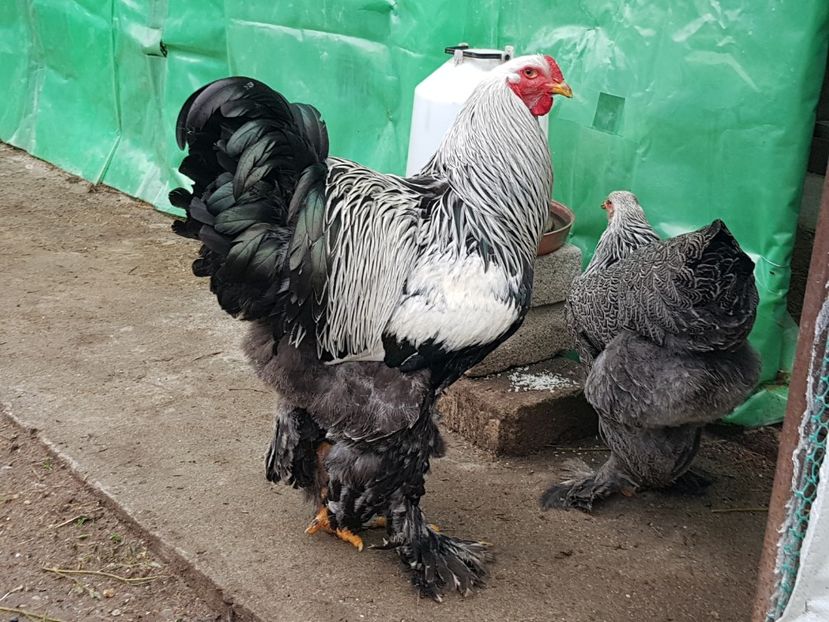 Sange nou. - B__Brahma Herminat Inchis