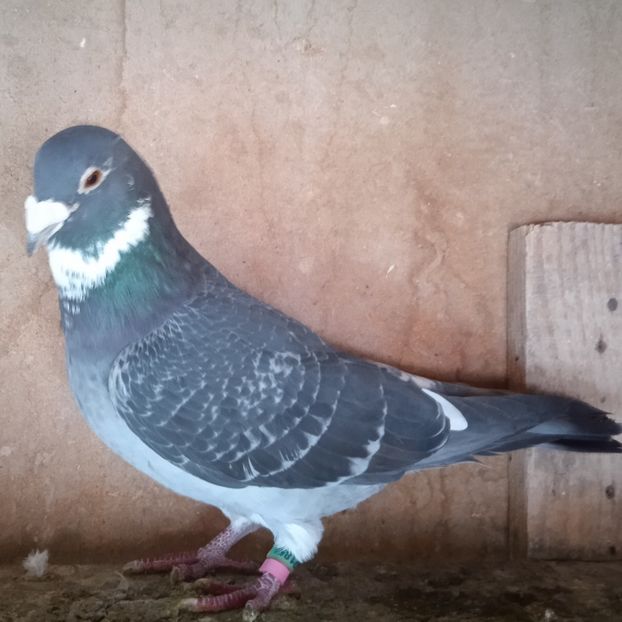 Mascul 10-854....-Gaesti - Porumbei vanduti