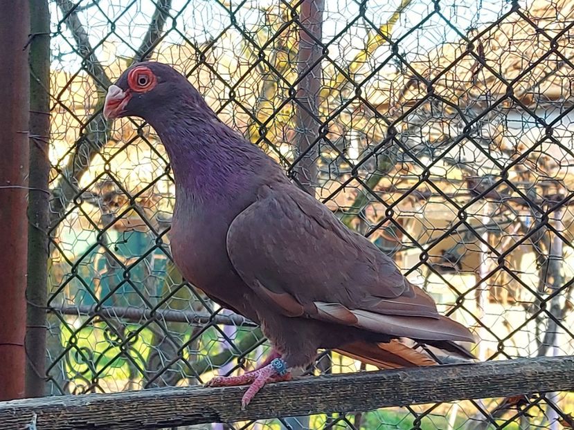  - Indian german 2020