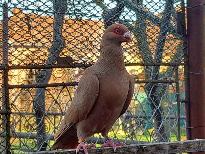  - Indian german 2020