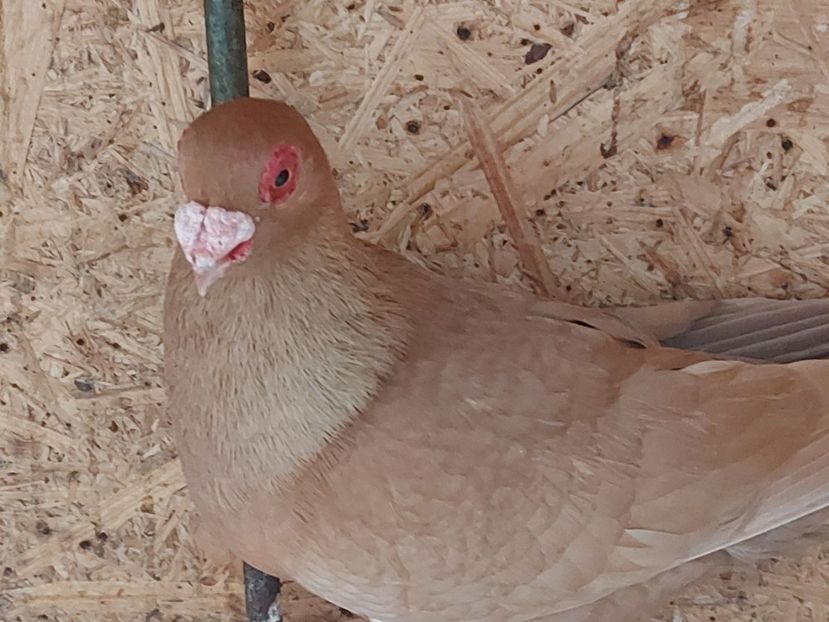  - Indian german 2020