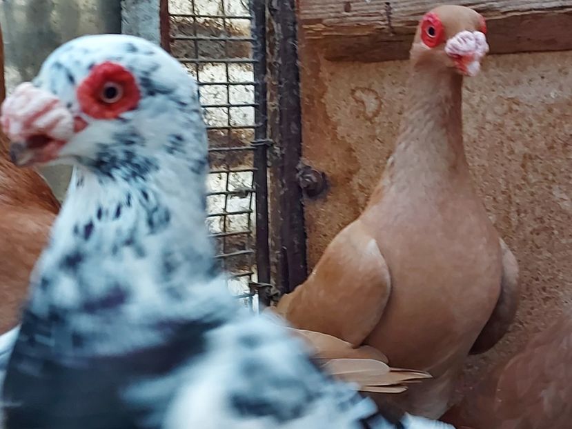  - Indian german 2020