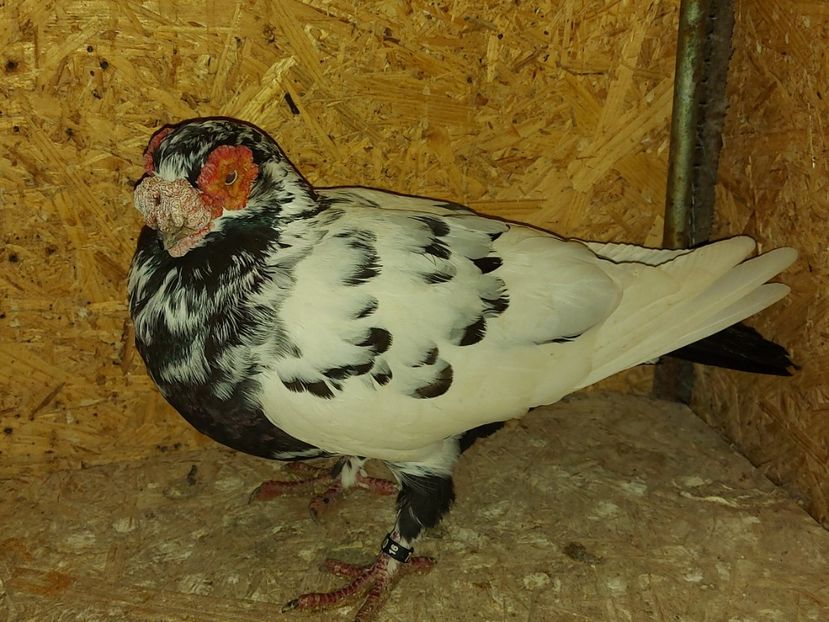  - Indian german 2020