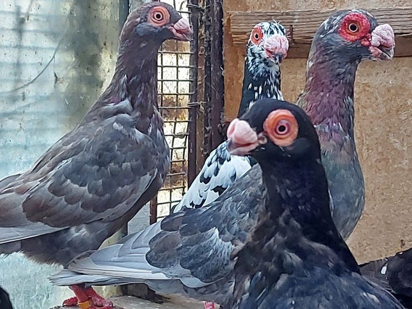  - Indian german 2020