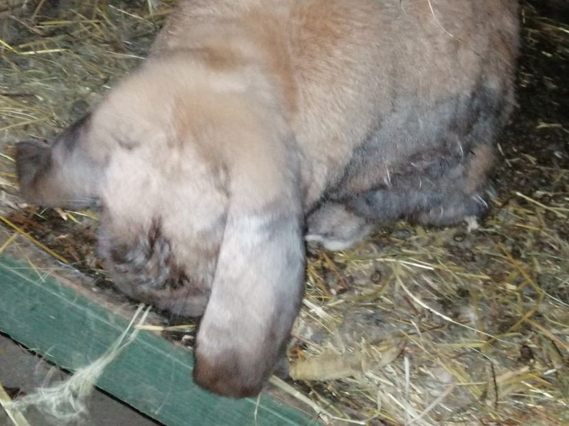  - ARHIVA IEPURI ce am avut câteva exemplare