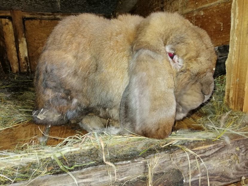  - ARHIVA IEPURI ce am avut câteva exemplare