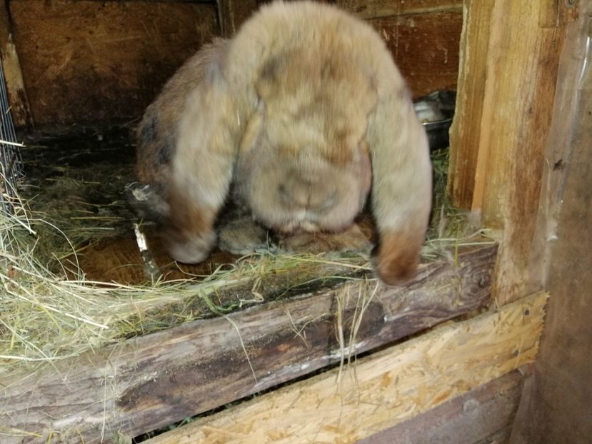  - ARHIVA IEPURI ce am avut câteva exemplare