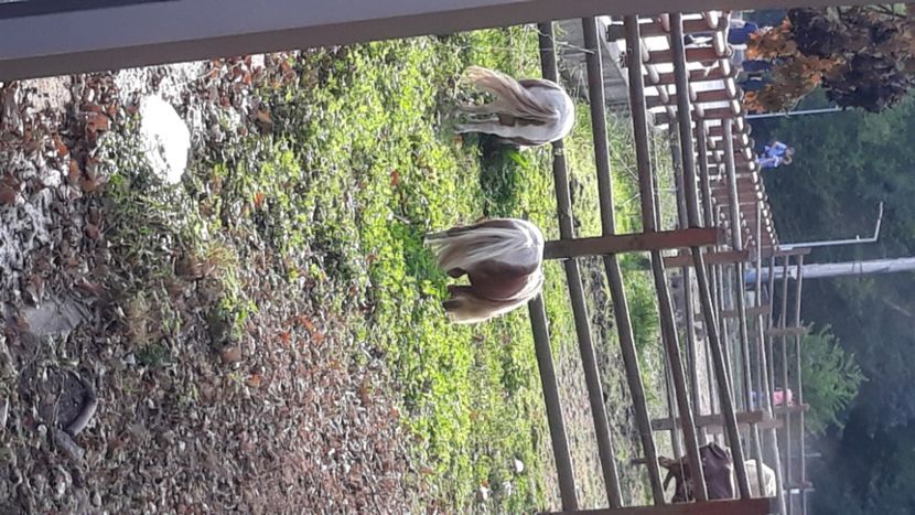 20190908_172743(0) - x - gemenii si fetita mea