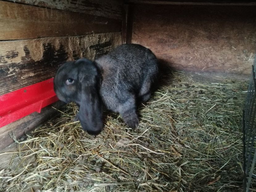  - ARHIVA IEPURI ce am avut câteva exemplare