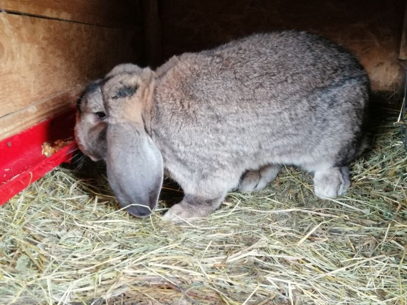  - ARHIVA IEPURI ce am avut câteva exemplare