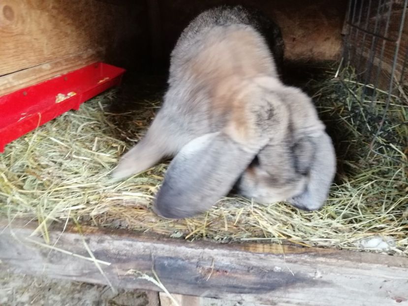  - ARHIVA IEPURI ce am avut câteva exemplare