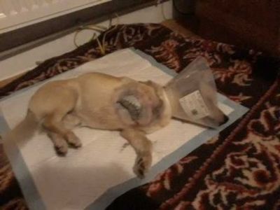 -22676342978227009850.2 (1) - x - gemenii si fetita mea