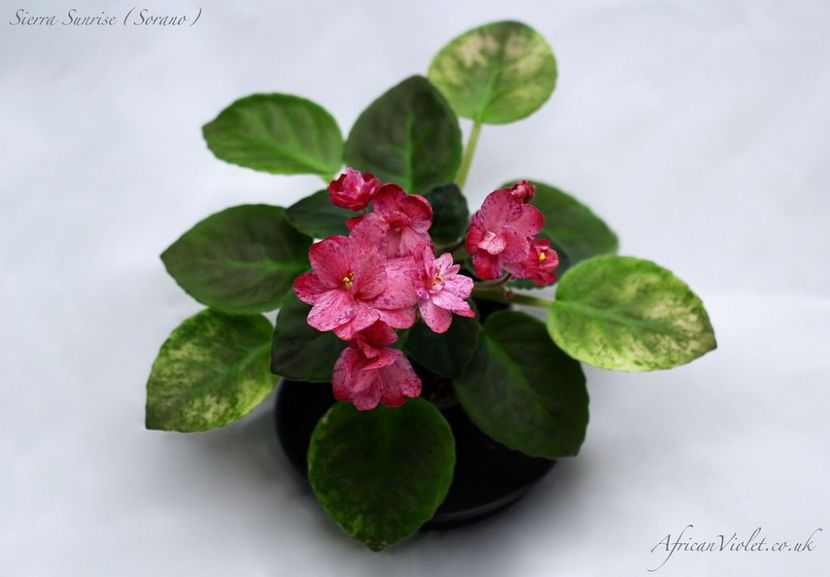 De pe Net - Sierra Sunrise sport