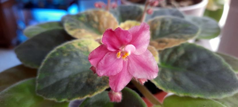 Sportiva lu mama - Sierra Sunrise sport