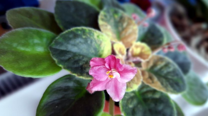 nici urma de fantasy - Sierra Sunrise sport