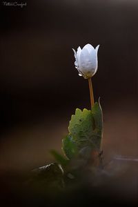  - Sanguinaria canadensis - Mac canadian