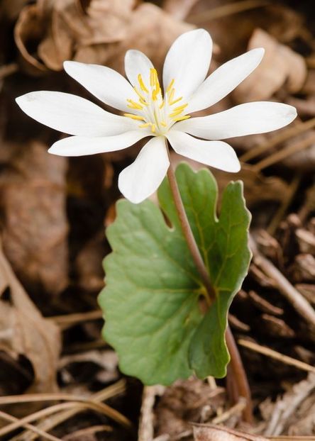  - Sanguinaria canadensis - Mac canadian