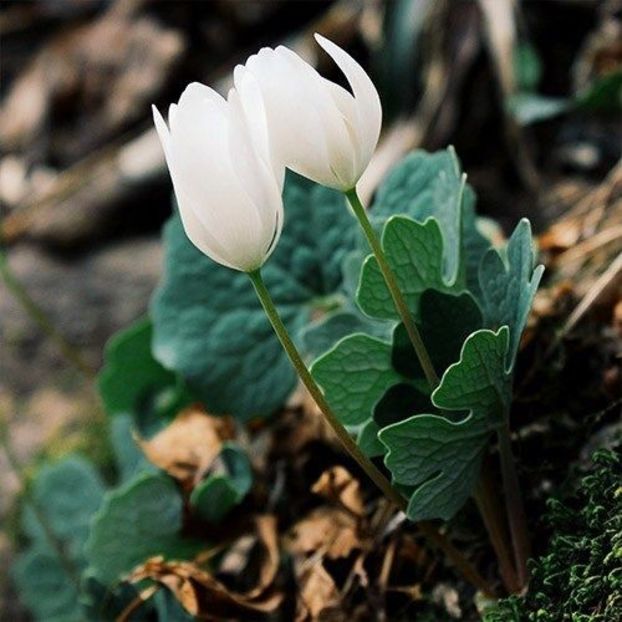  - Sanguinaria canadensis - Mac canadian