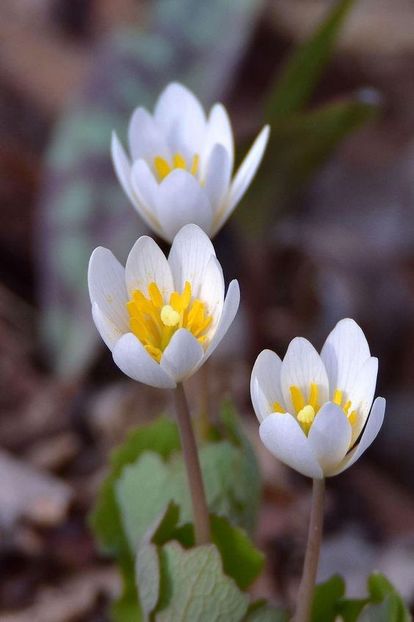  - Sanguinaria canadensis - Mac canadian