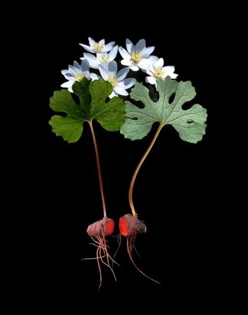  - Sanguinaria canadensis - Mac canadian