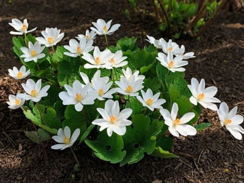  - Sanguinaria canadensis - Mac canadian