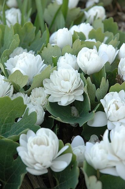  - Sanguinaria canadensis - Mac canadian