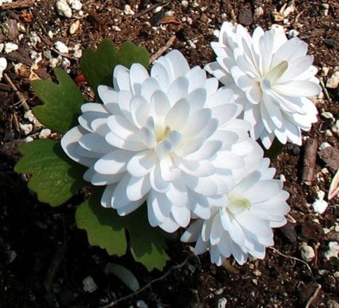  - Sanguinaria canadensis - Mac canadian