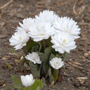 Sanguinaria canadensis 'Multiplex' - Sanguinaria canadensis - Mac canadian