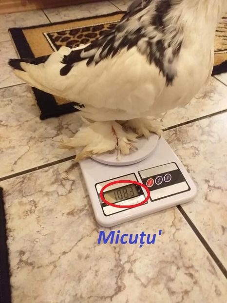 vândut Neluțu T(SB) - Porumbei VÂNDUȚI