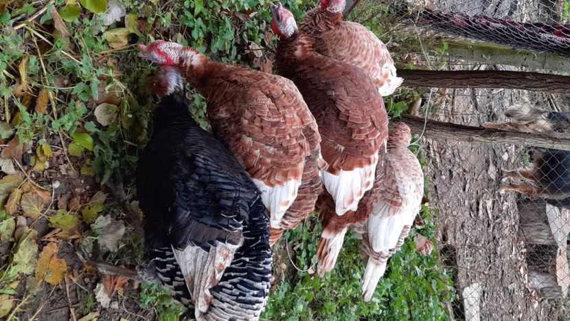  - Pui și tineret 2020