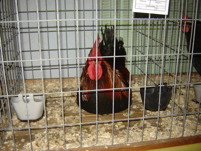 DSC05863 - expo BRASOV februarie 2010