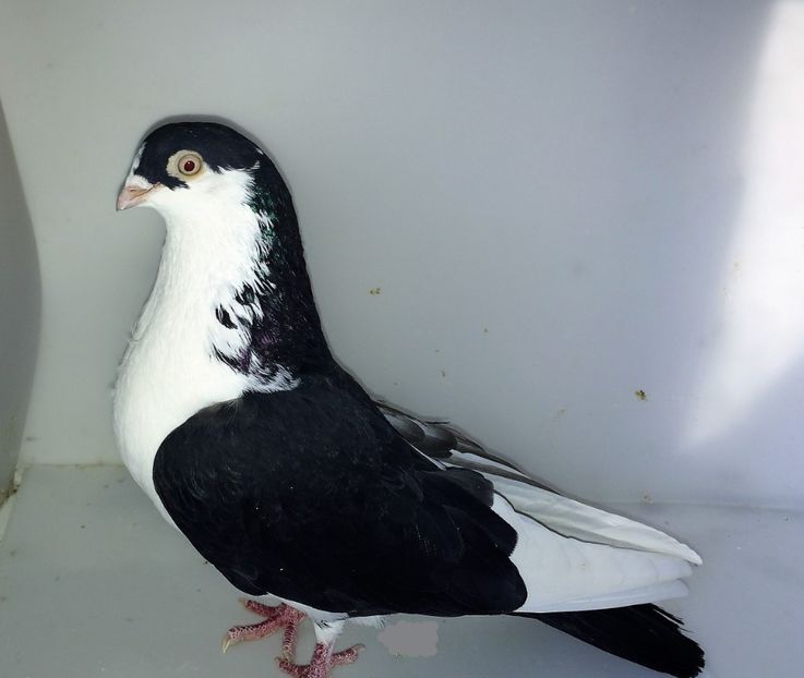 5699  femelă  2015 - Plecați ALBUM 3