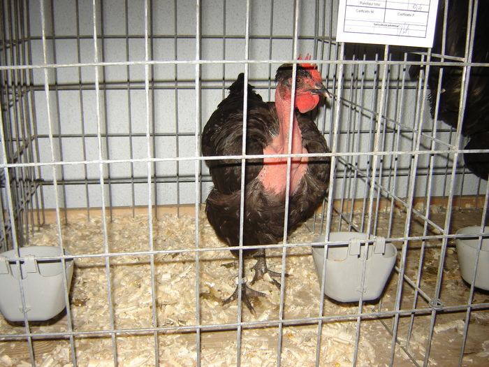 gat golas - expo BRASOV februarie 2010