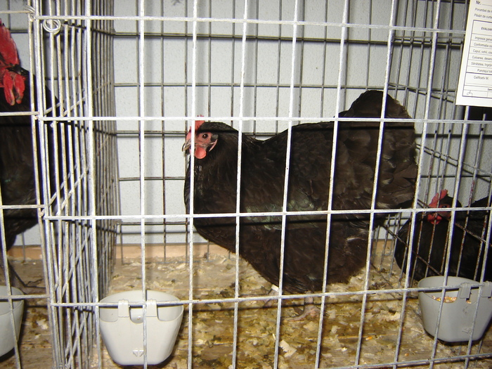 australorp - expo BRASOV februarie 2010
