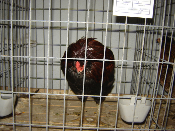 araucana - expo BRASOV februarie 2010