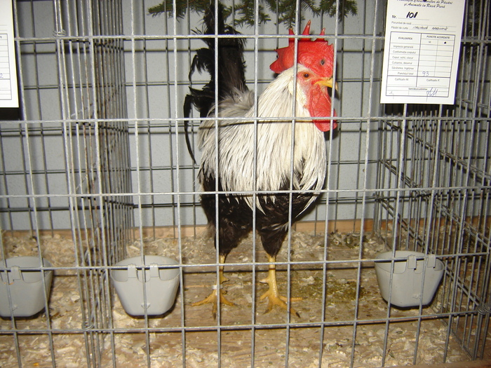 italiana argintie - expo BRASOV februarie 2010