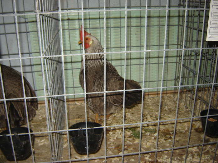 italiana argintie - expo BRASOV februarie 2010