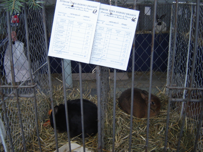 DSC05877 - expo BRASOV februarie 2010