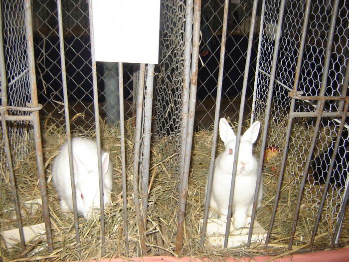 DSC05878 - expo BRASOV februarie 2010