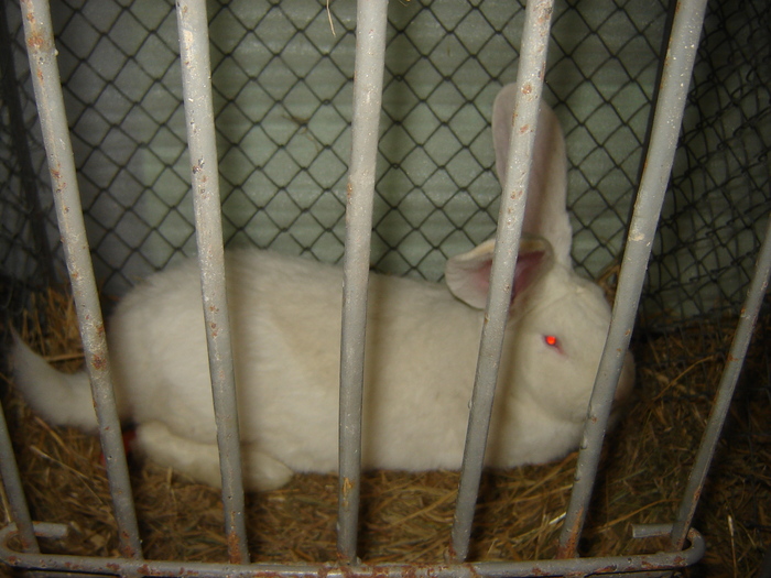 DSC05881 - expo BRASOV februarie 2010