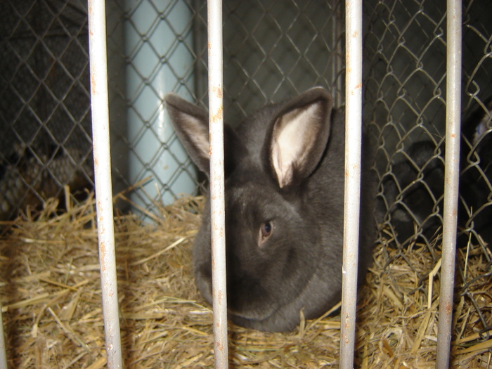 DSC05883 - expo BRASOV februarie 2010