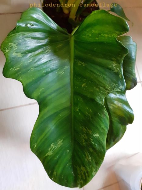  - Philodendron