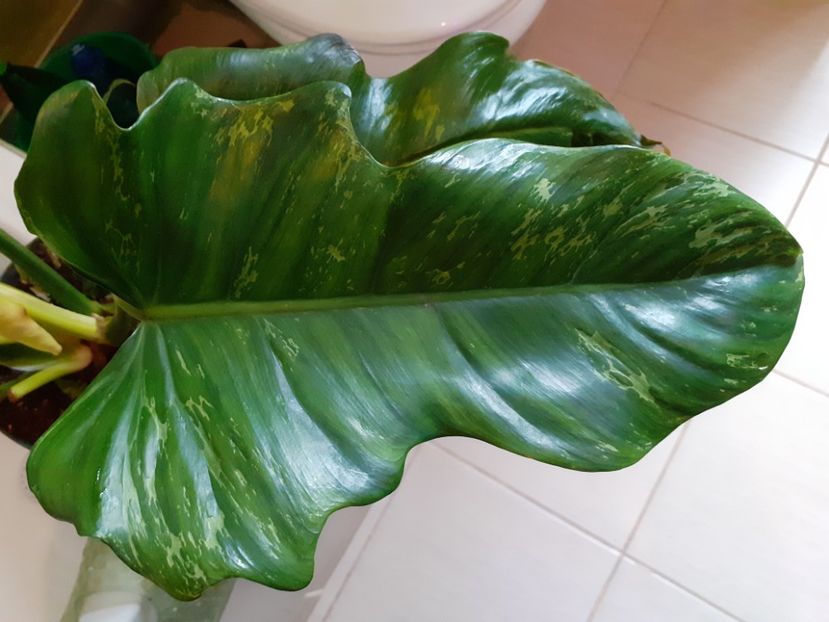  - Philodendron