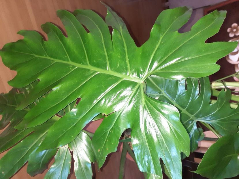  - Philodendron