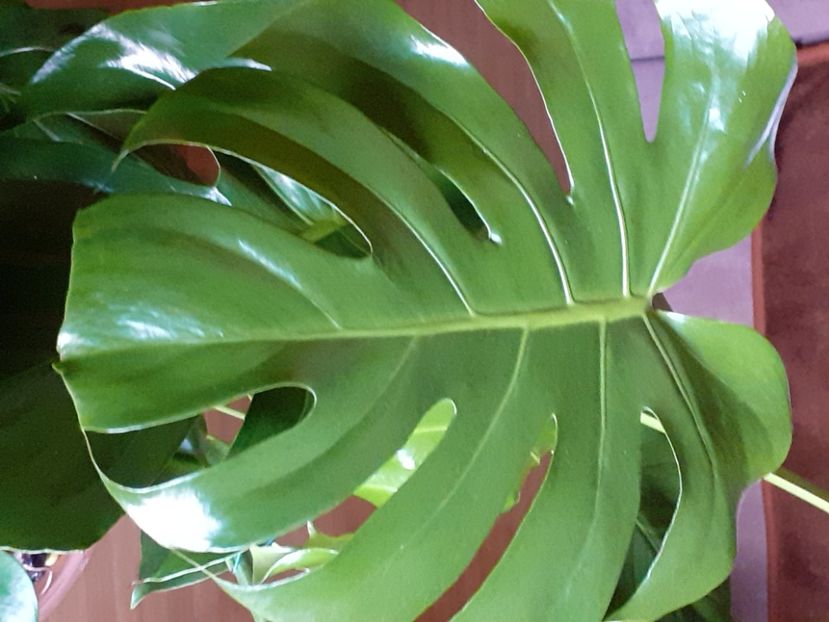  - Philodendron