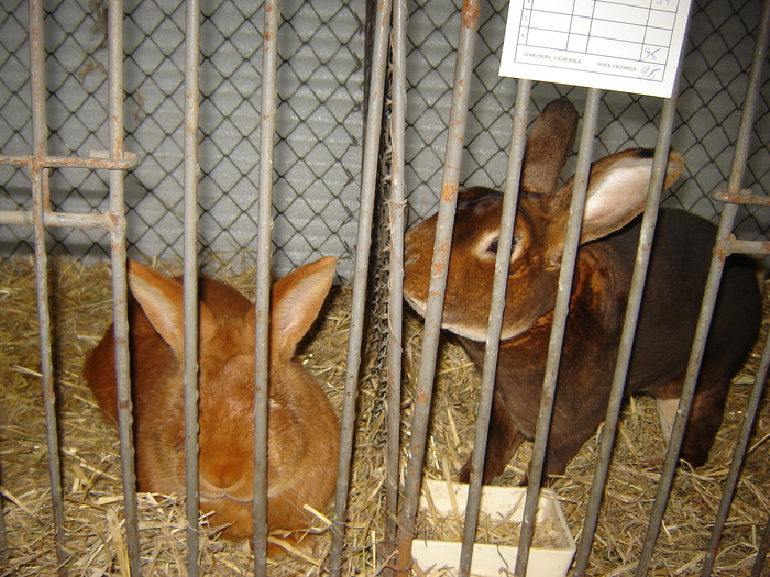 castor rex - expo BRASOV februarie 2010