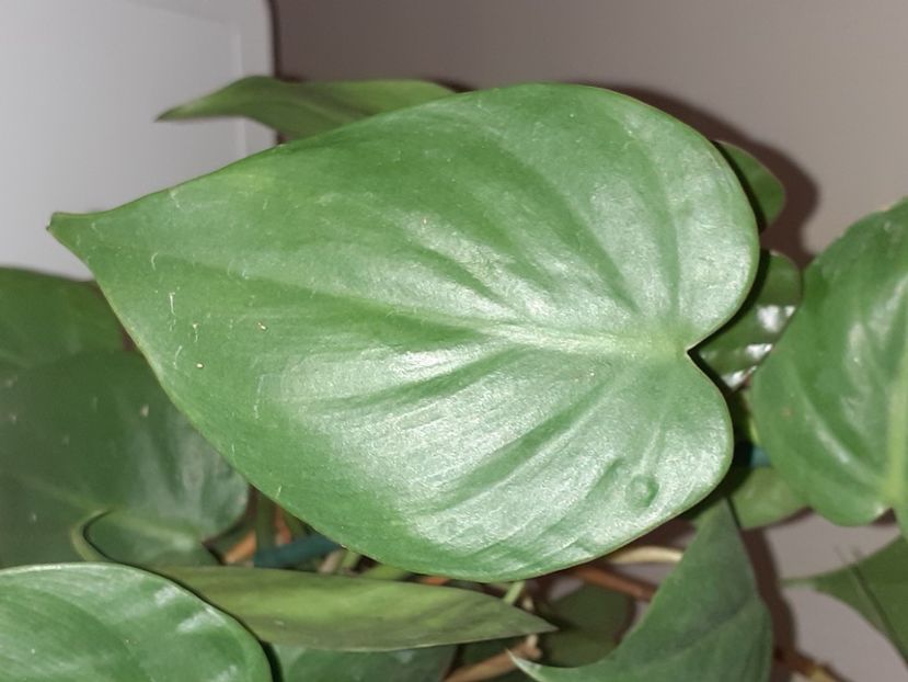  - Philodendron
