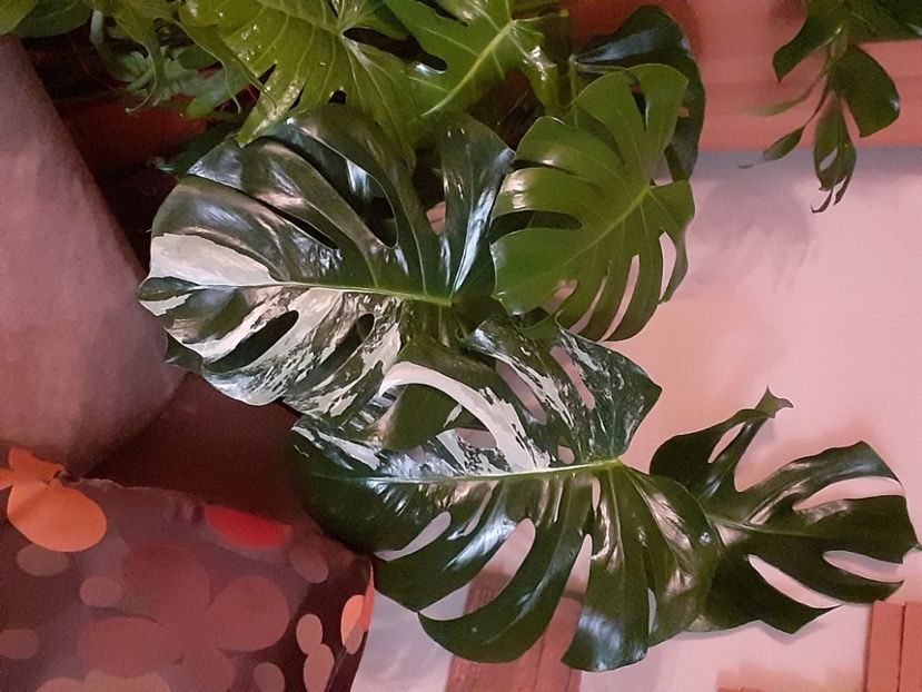  - Philodendron