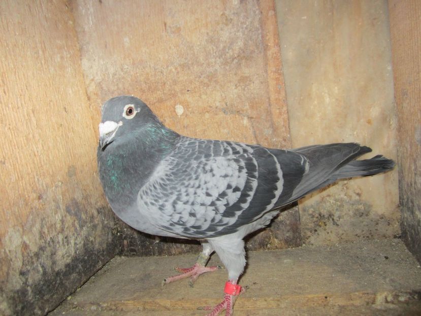 M 2015 (12) - Matca voiajori