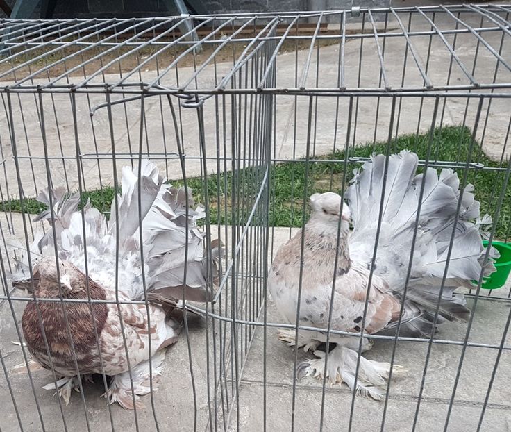  - DE VANZARE MAI 2023